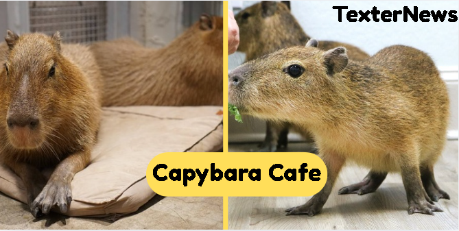 capybara cafe