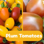 plum tomatoes