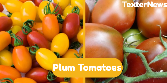plum tomatoes